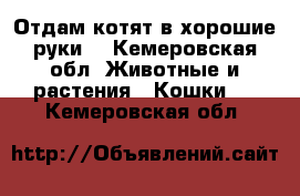 Отдам котят в хорошие руки  - Кемеровская обл. Животные и растения » Кошки   . Кемеровская обл.